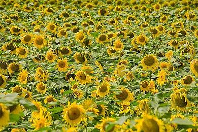 EA Steam春节特卖 《战地1》9.9元《战地5》11.4元